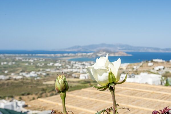 εικόνα_Viber_2025-04-08_22-43-21-597