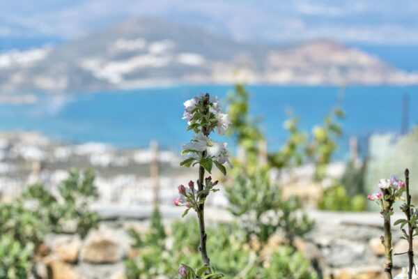 εικόνα_Viber_2025-04-08_22-43-46-484